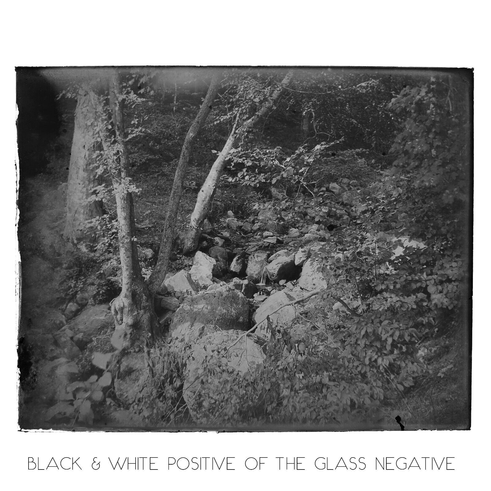 Glen Grove 4 x 5 Glass Plate Negative c1890 Steuben County New York Ravine A2943