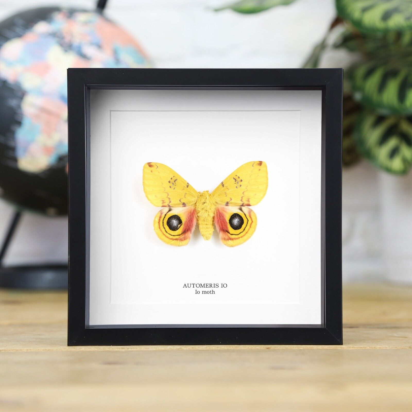 Io Moth Male (Automeris Io) Butterfly Home Decor Handcrafted Entomology Frame