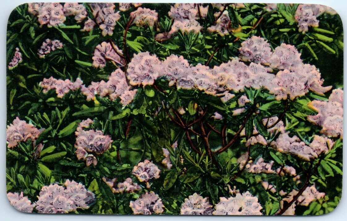 Postcard - Mountain Rhododendron In Bloom