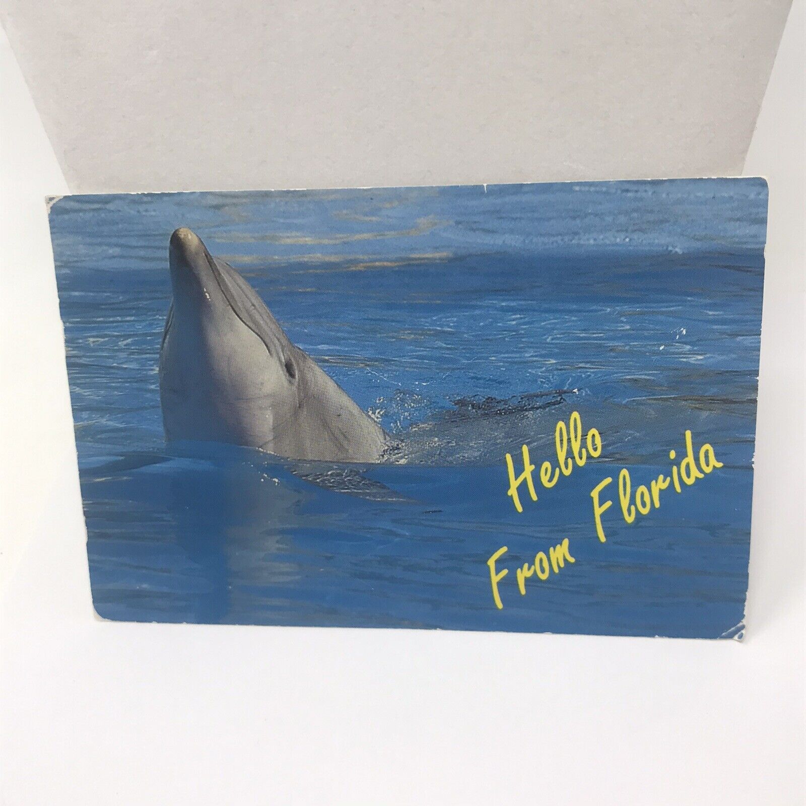 Vintage Postcard Dolphin “ Hello From Florida “ 1998
