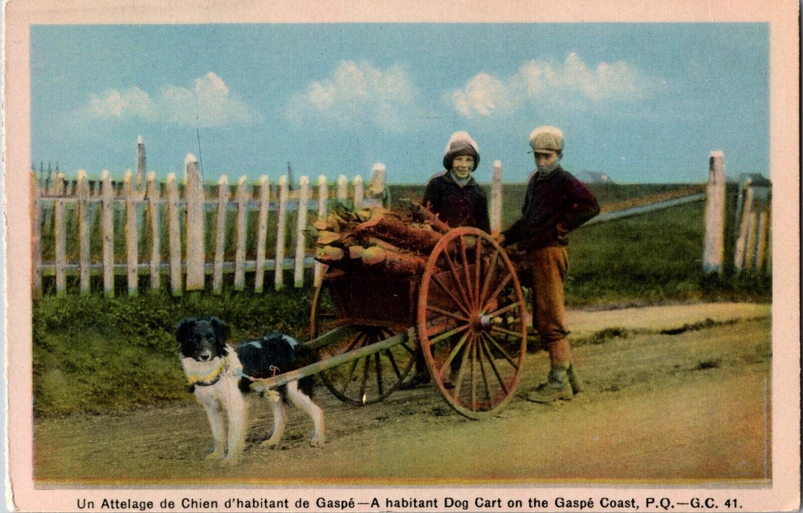 Gaspe Quebec Habitant Dog Cart on the Gaspe Coast Children Wood Load Postcard QC