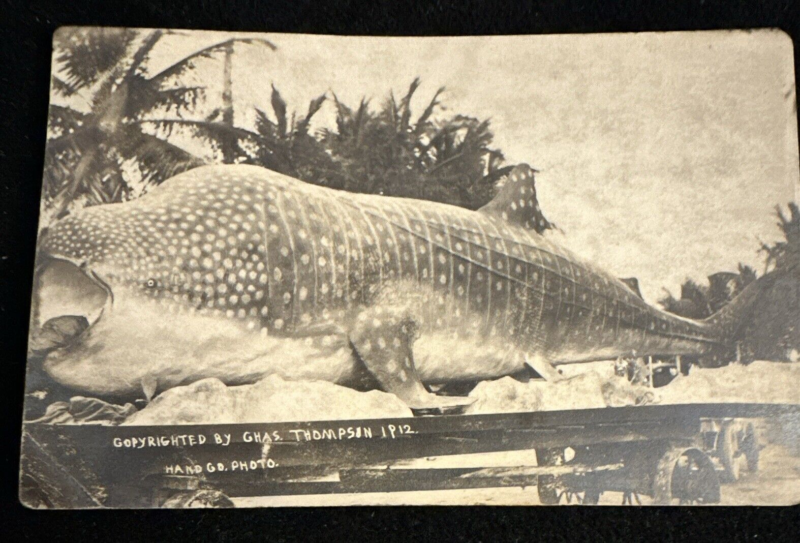 Vintage Postcard Whale Shark 1912 Thompson Photo RPPC Rare Fish Florida Posted