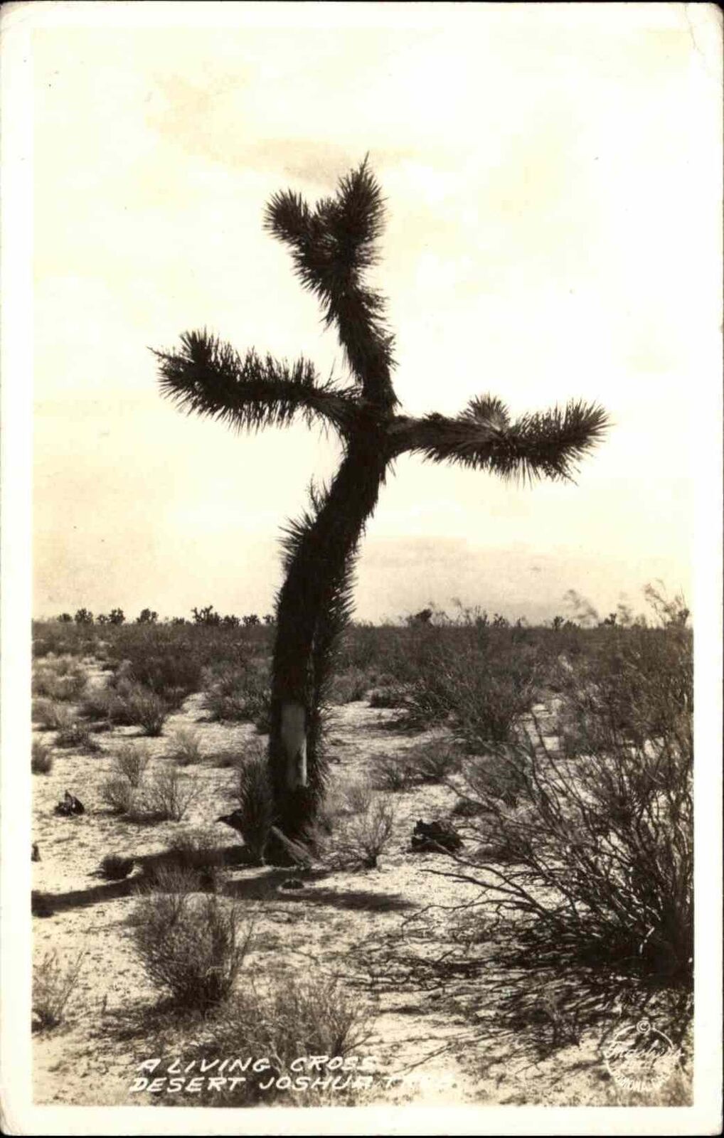 Pomona CA Frasher\'s Real Photo Joshua Tree Living Cross RPPC Vintage Postcard