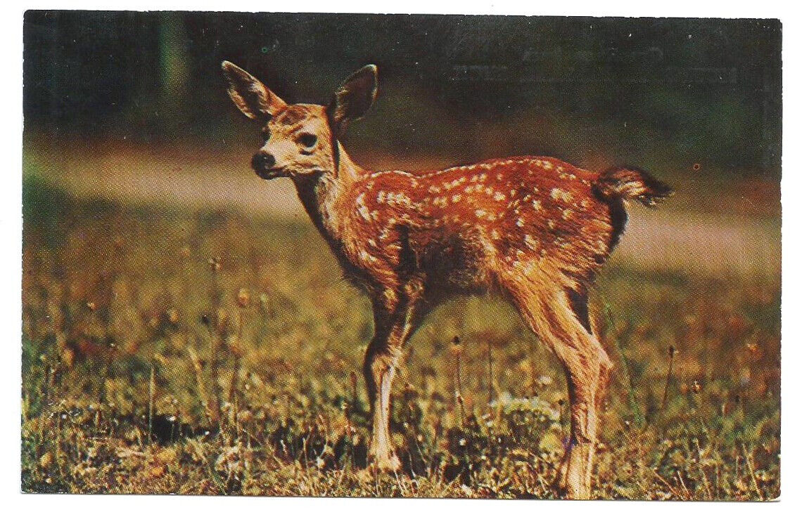 Muskegon Heights MI Postcard Michigan Greetings Deer Fawn