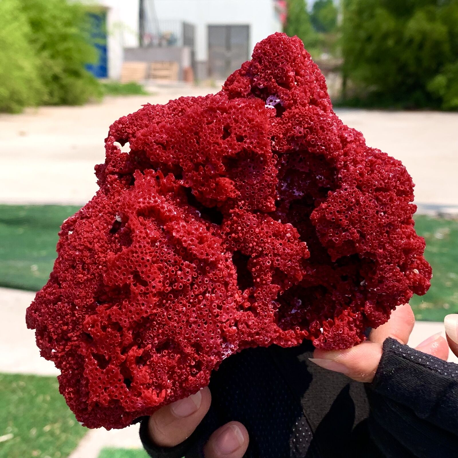 197G Natural Red coral reef Cluster Ocean Mineral Crystal Specimen