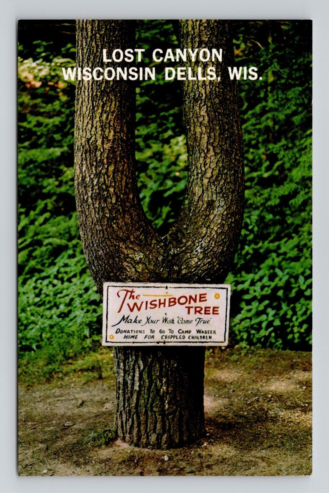 Postcard Wishbone Tree Lost Canyon Wisconsin Dells Wisconsin, Vintage O1