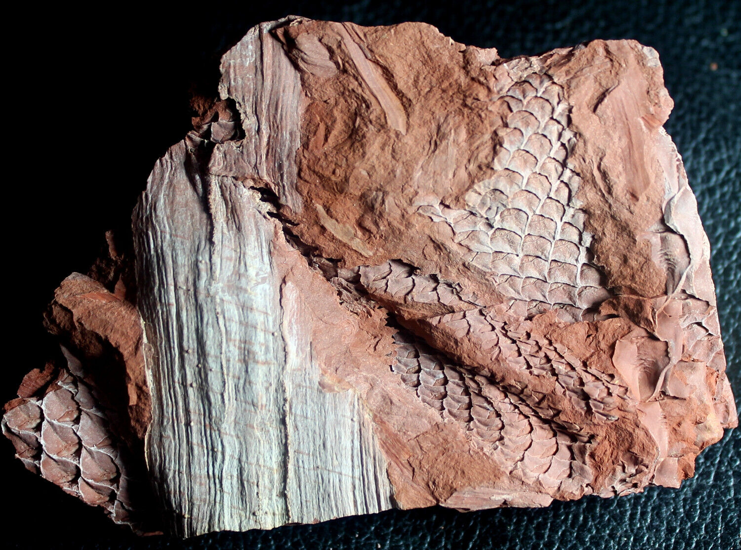 Beautiful preserved Carboniferous Lycopod plants