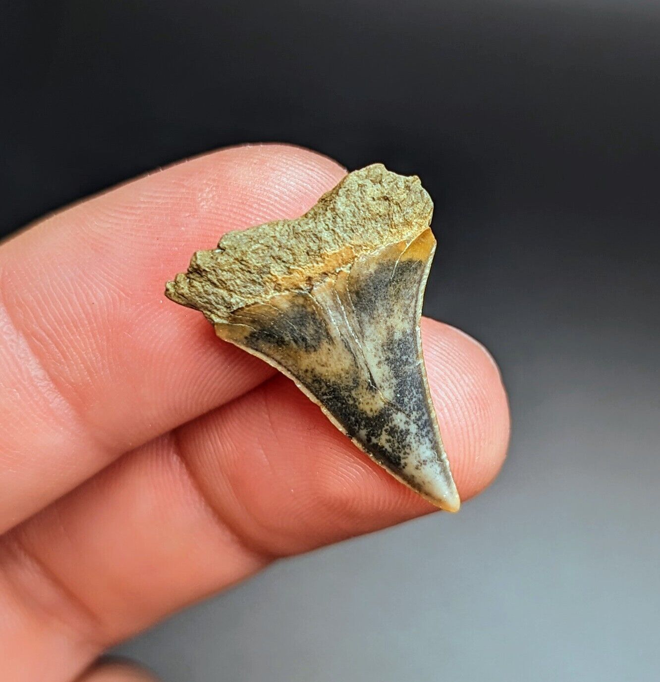 Unreal Patterned Isurus Praecursor Mako Shark Tooth North Florida Eocene