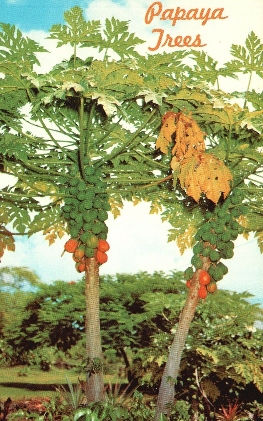 Vintage Postcard Papaya Trees Delicious Tropical Fruit Hawaii Ray Helbig\'s Pub