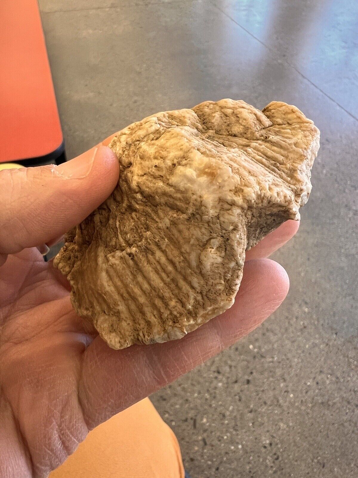 Brachiopod Fossil W8