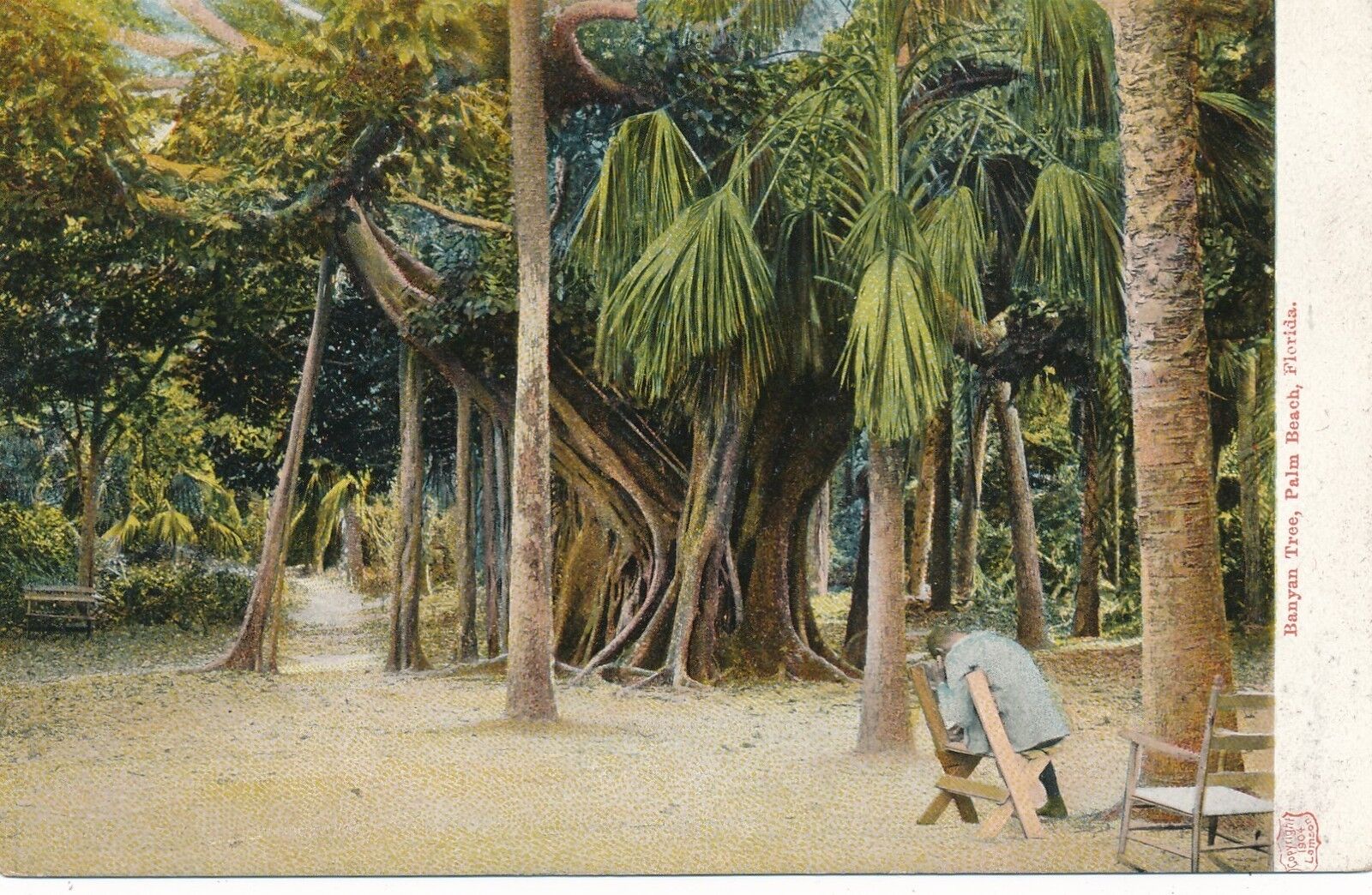 PALM BEACH FL – Banyan Tree – udb (pre 1908)