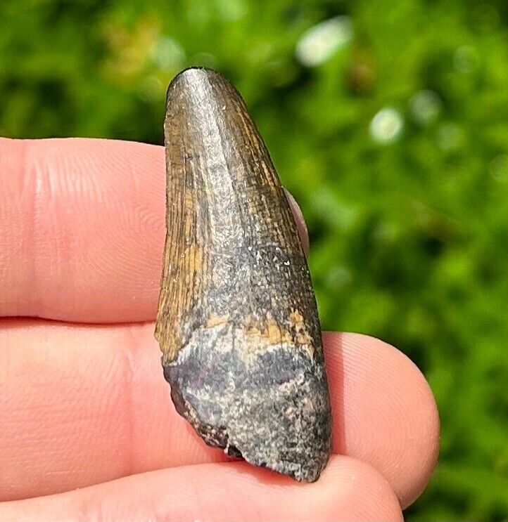 NICE Suchomimus Dinosaur Tooth Fossil from Niger 1.5” Spinosaurid Theropod