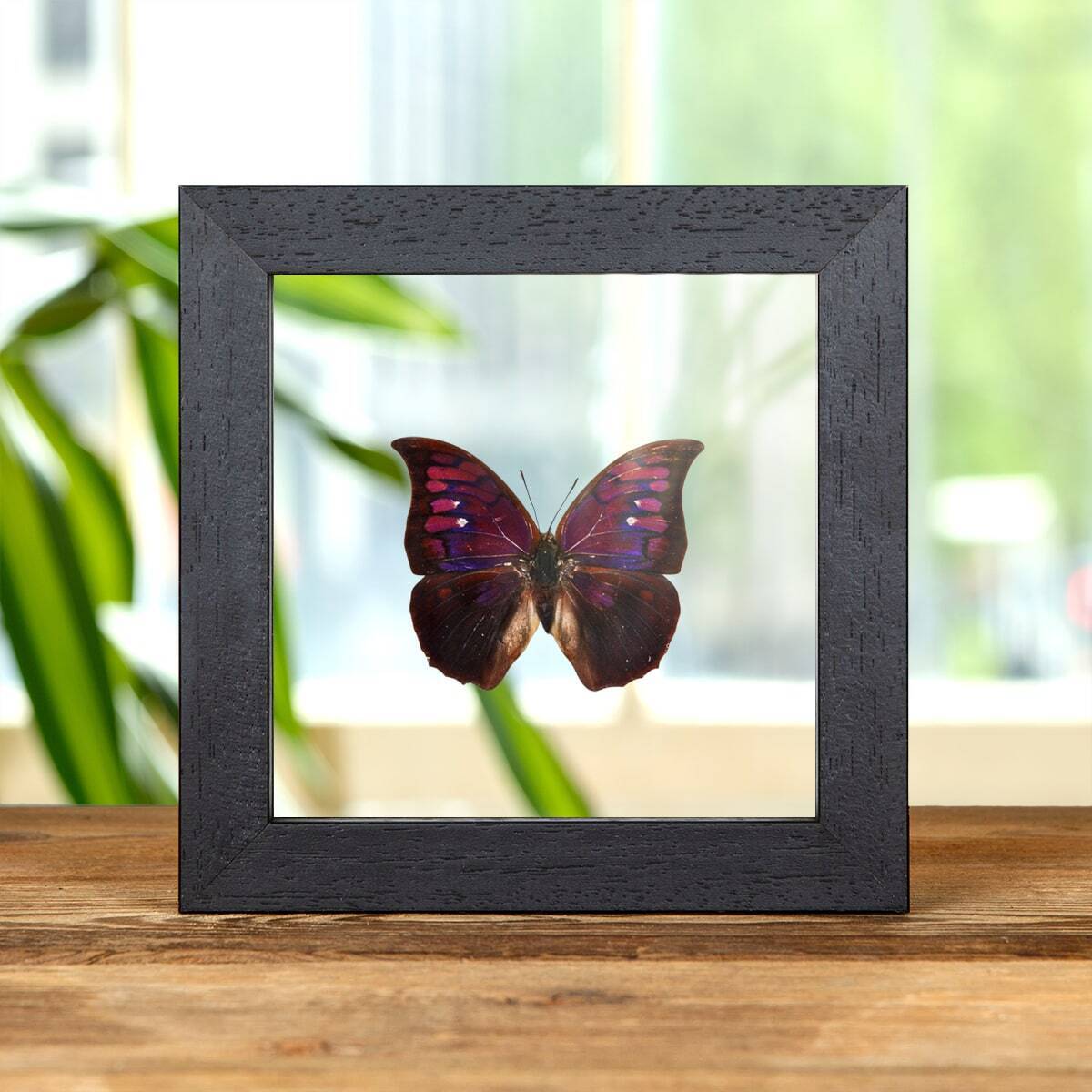 Purple Mimic Butterfly Taxidermy in Box Frame (Anaea tyrianthina)