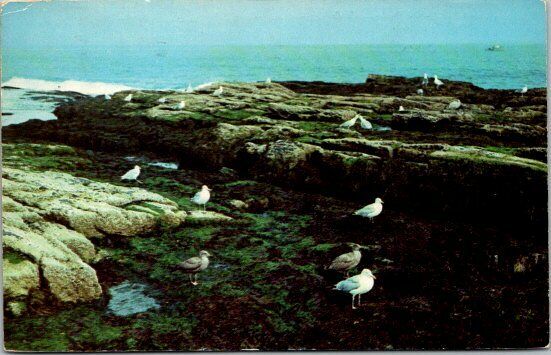 Seagulls along the coast of Maine Postcard