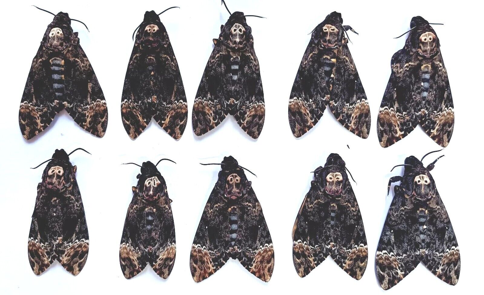 10 (All Female) Real Acherontia atropos Death Head Moth, A1, Wing Lose