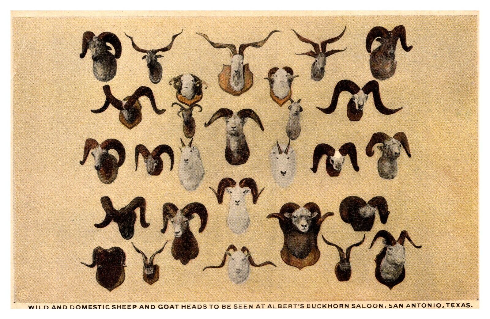 postcard Wild & Domestic Sheep & Goat Heads at Albert Buckhorn\'s Saloon Tx A1480