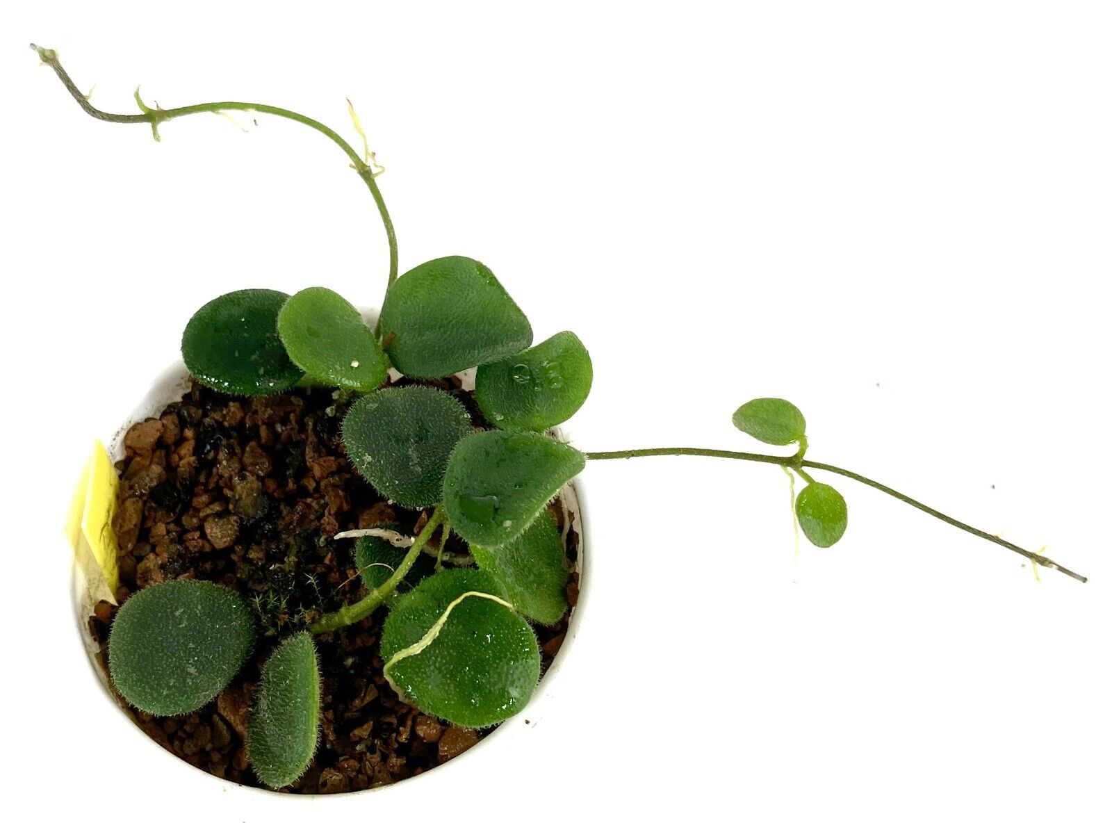 Succulent Plant--Hoya serpens-- ROOTED CUTTINGS in 3 oz Cup