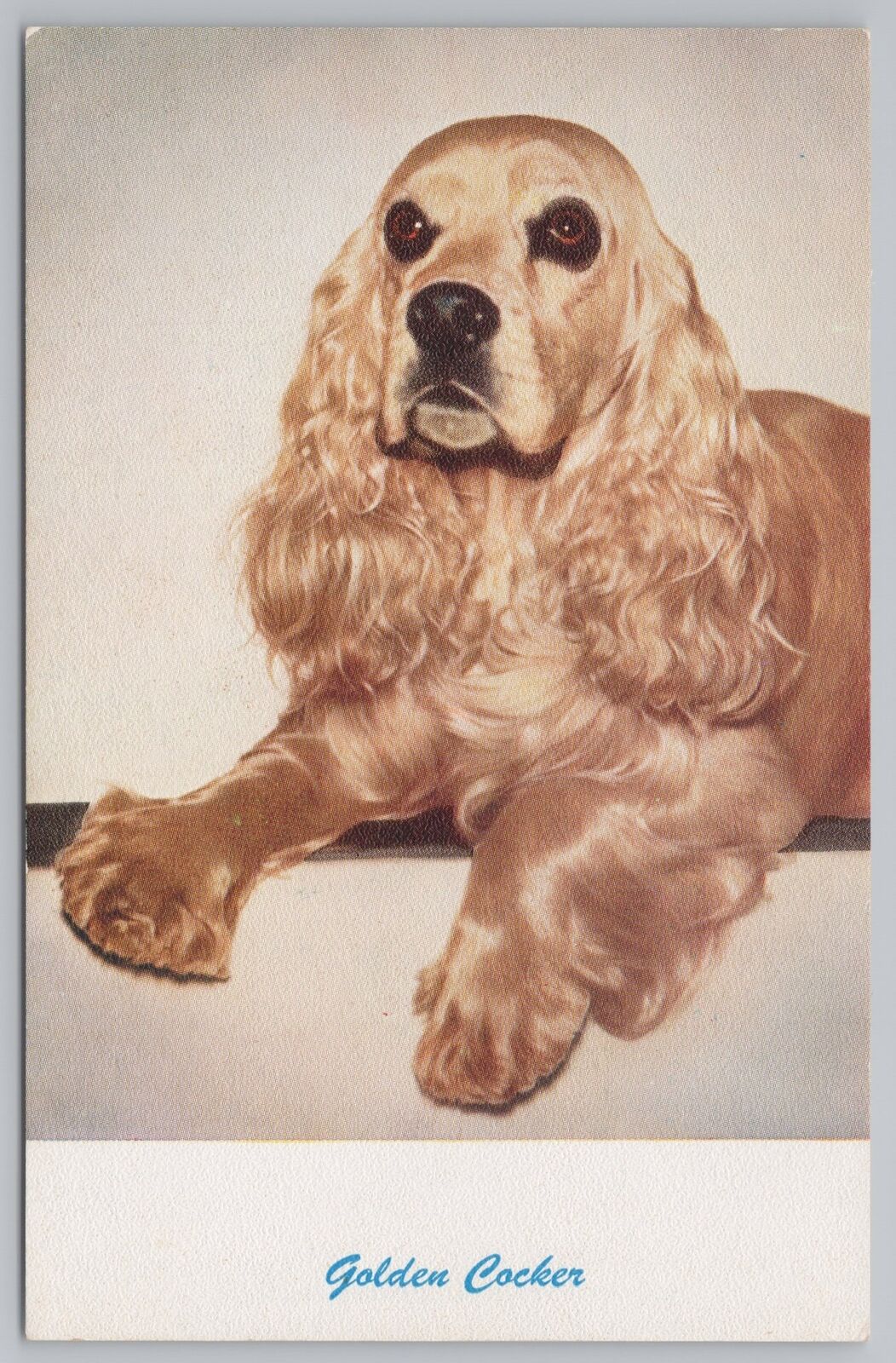 Animal~Golden Cocker Spaniel Portrait~Standard Arts Berkeley CA~Vintage Postcard