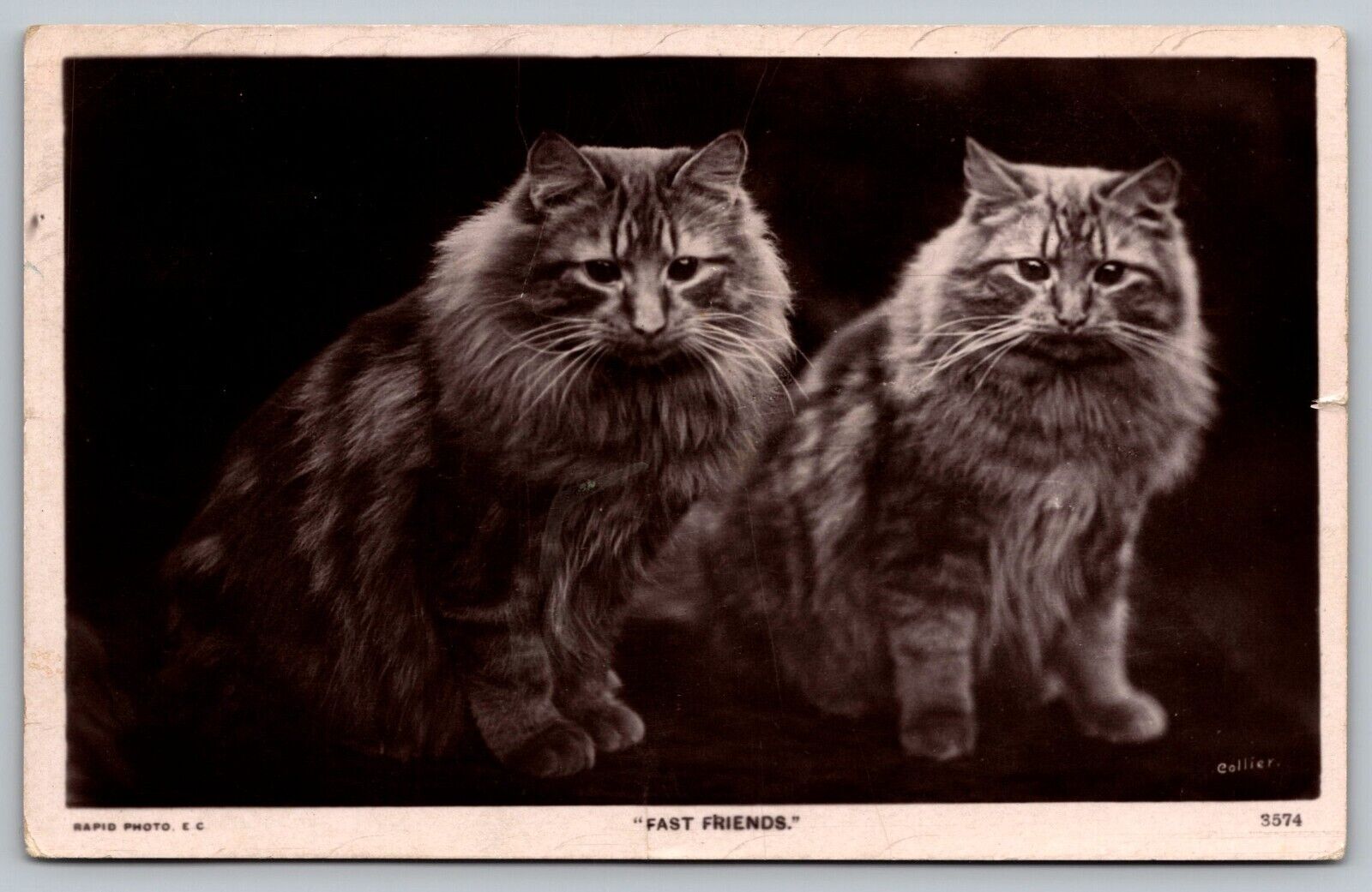 Postcard Black And White RPPC Fast Friends 2 Long Haired Cats c1910 VTG  H6