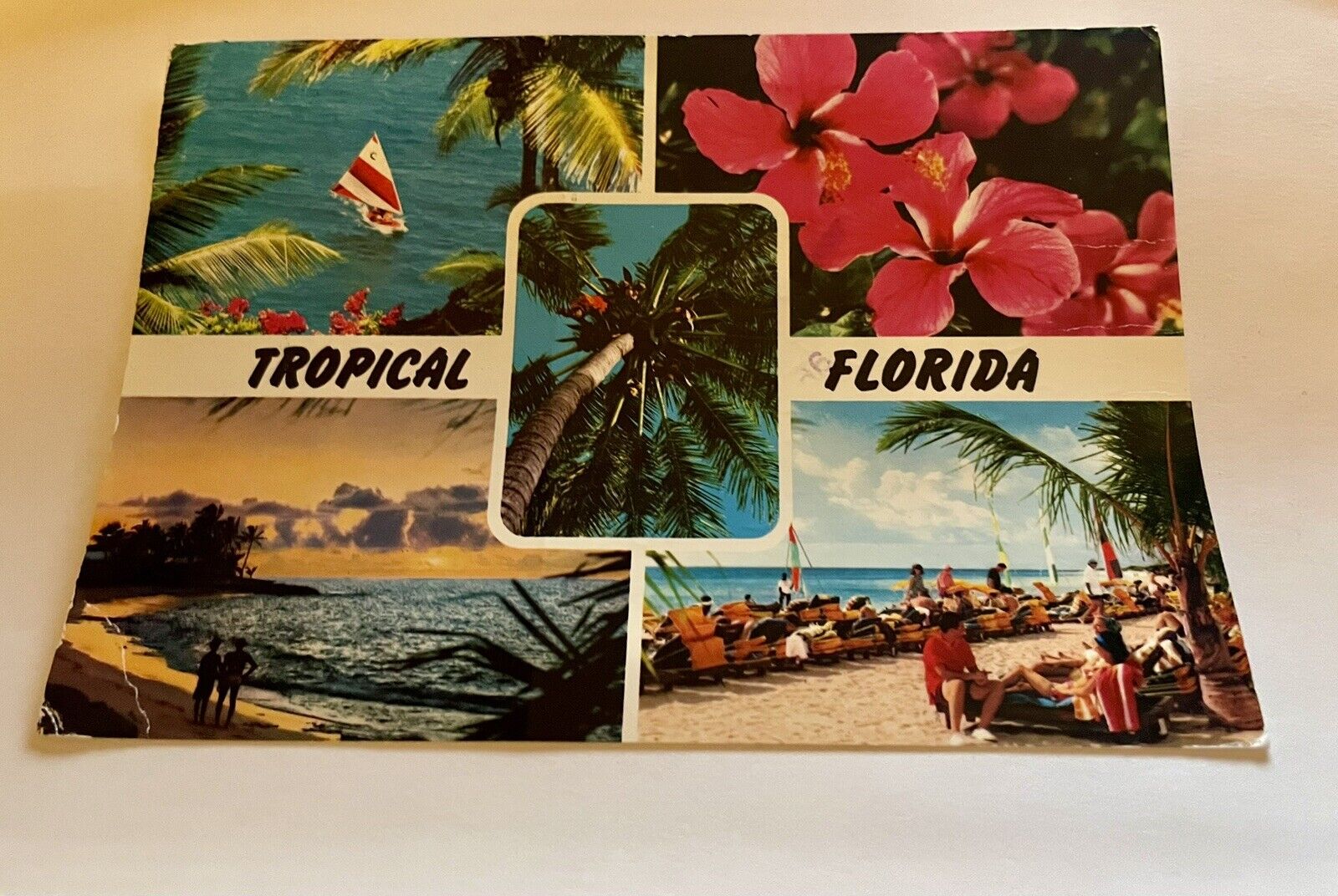 Tropical Florida Vintage Postcard 