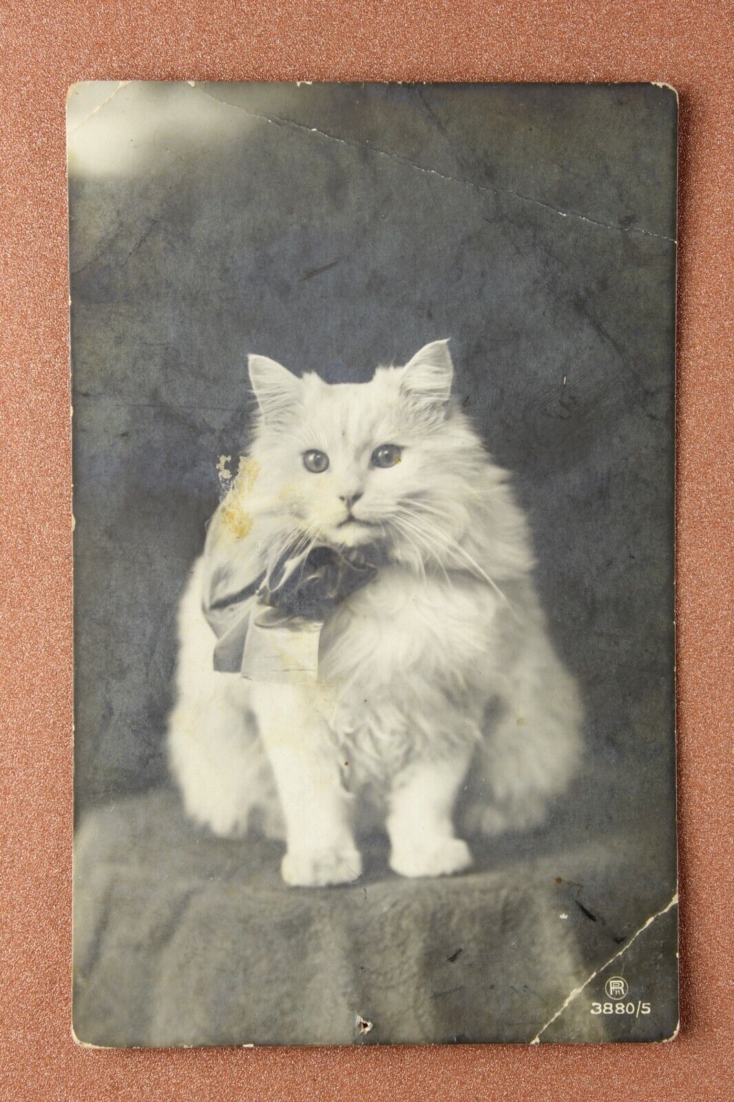 White Pussy CAT. Photo model with a bow. Tsarist Russia photo postcard 1914s