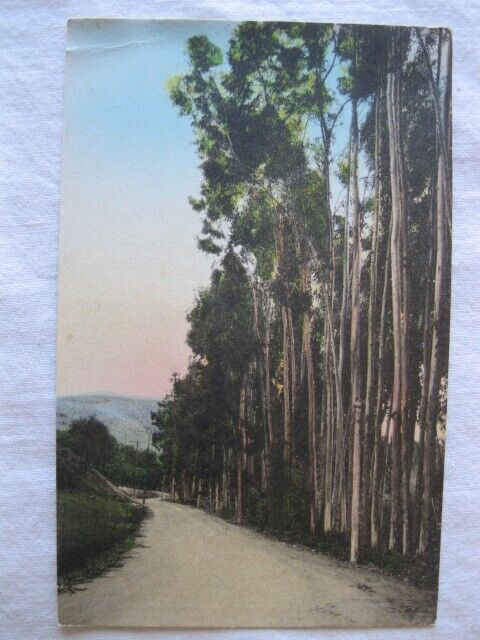 Veronica Springs Drive ~ Santa Barbara CA ~ Hand-Colored Postcard ~ 1920 ~ # 192