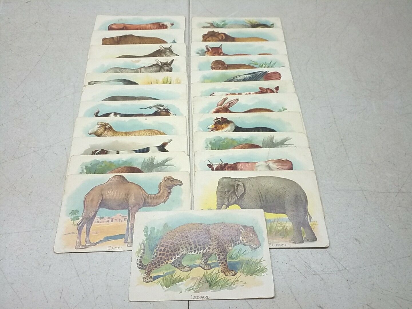 Raphael Tuck And Sons Animal Identification Cards Vintage Set Of 23 Saxony 