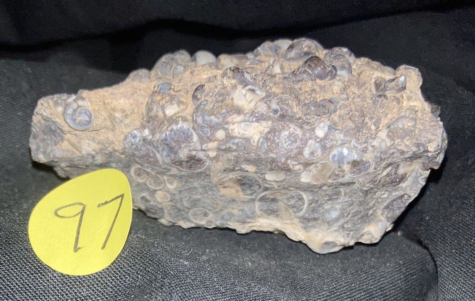 Snail Fossil Turritella Agate 3d 4 Oz Stone