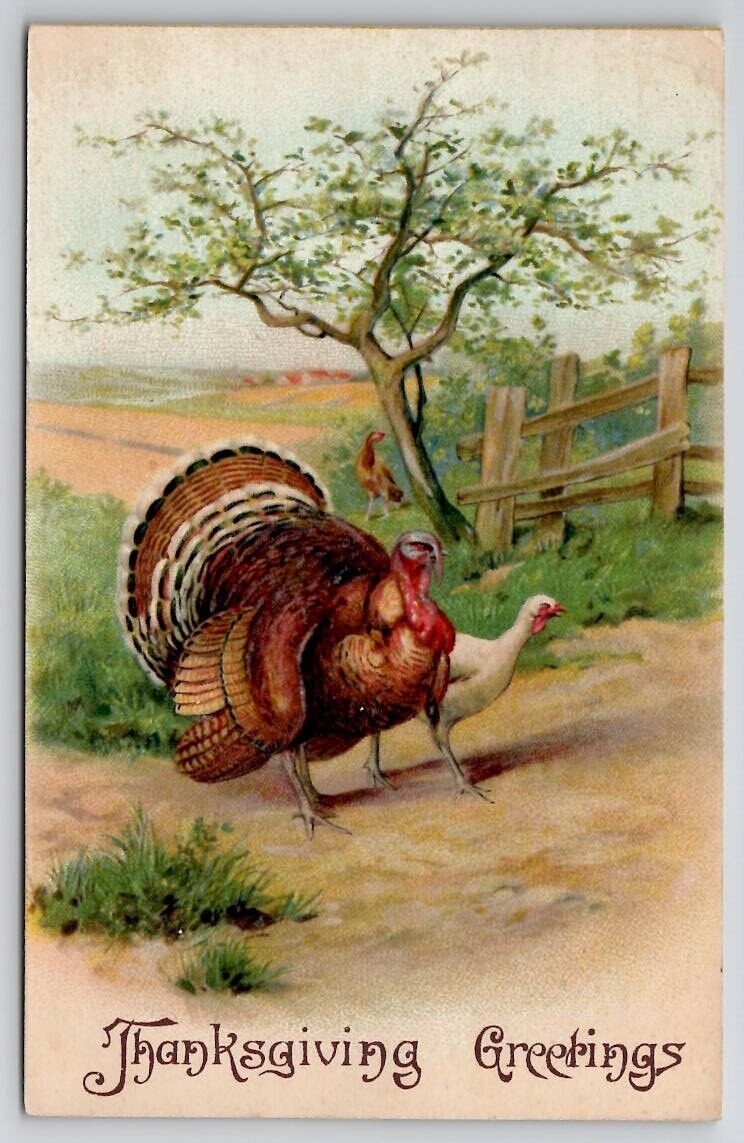 Thanksgiving Greetings Turkey In Country Scene 1910 Kane PA Postcard S26