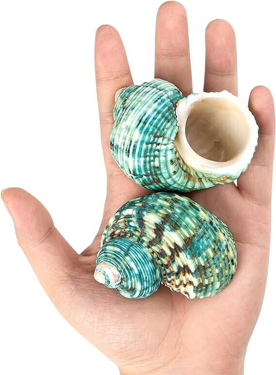 02 Large Natural Conch Seashells Green Turbo Hermit Crab Shells Rare Real 2.7-3\