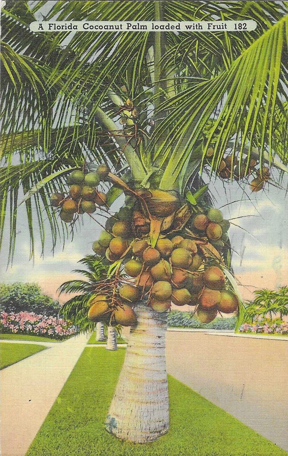 Vintage Florida Linen Postcard Cocoanut  Coconut Palm Loaded with Fruit