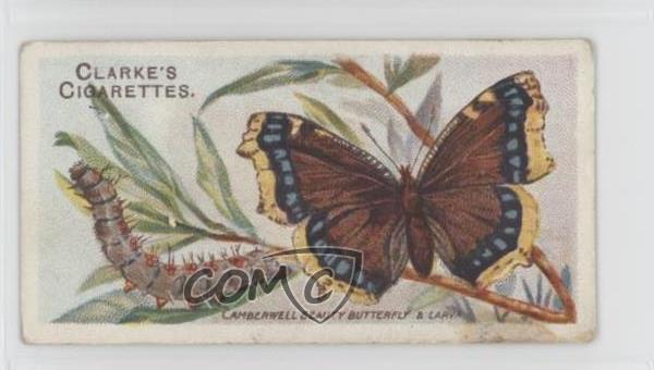 1912 Clarke's Butterflies & Moths Tobacco Camberwell Beauty Butterfly #37 jn1