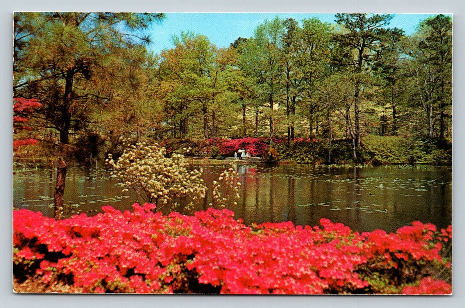 Municipal Gardens Azalea Blossom Time Norfolk Virginia VA VINTAGE Postcard