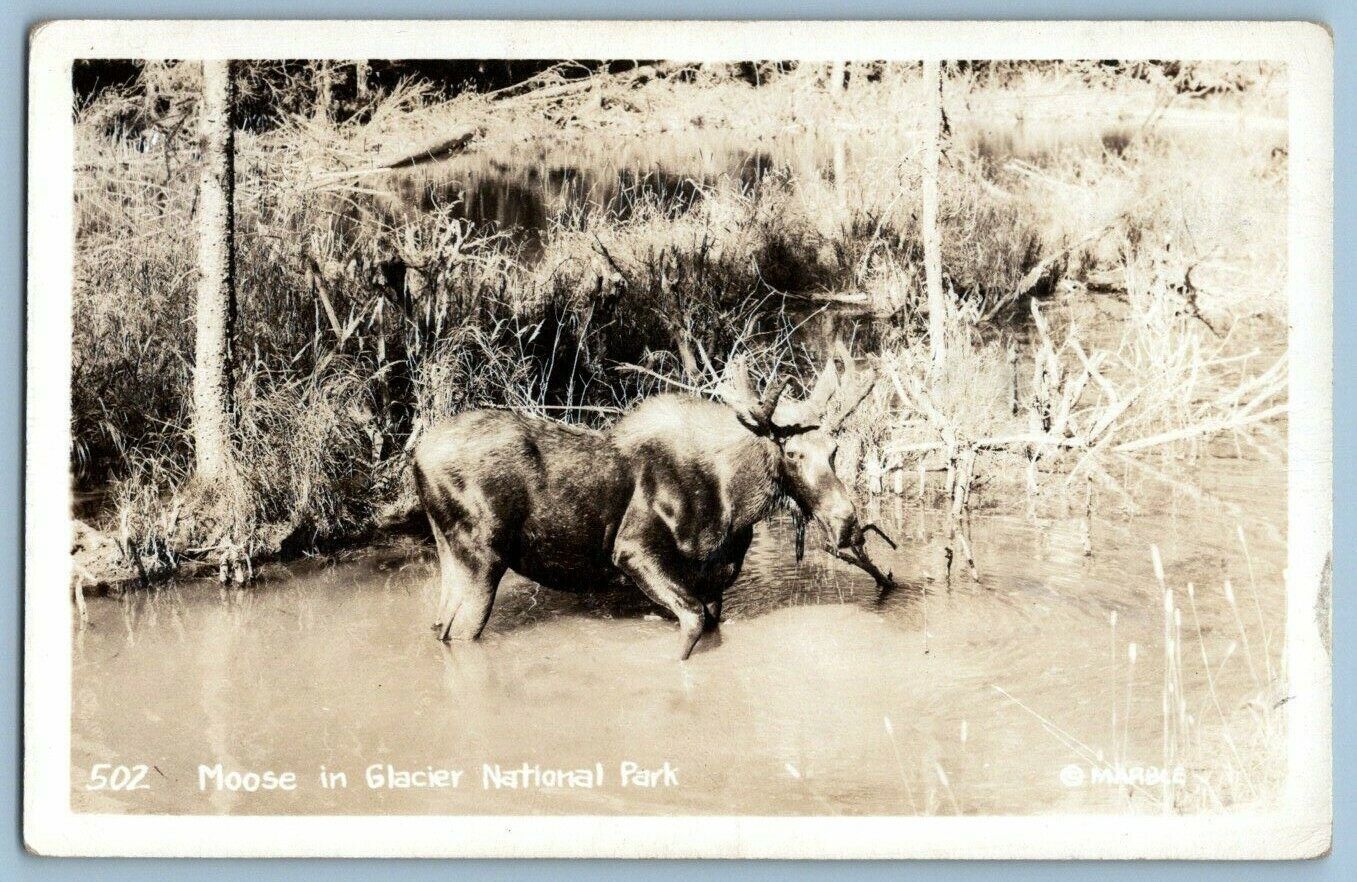 RPPC Postcard~ Moose In Glacier National Park~ Montana