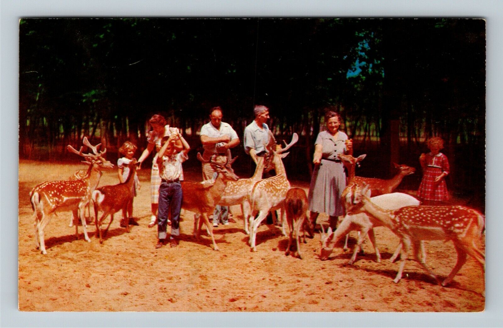 Coloma MI-Michigan, Deer Forest at Paw Paw Lakes, Feeding Deer Vintage Postcard