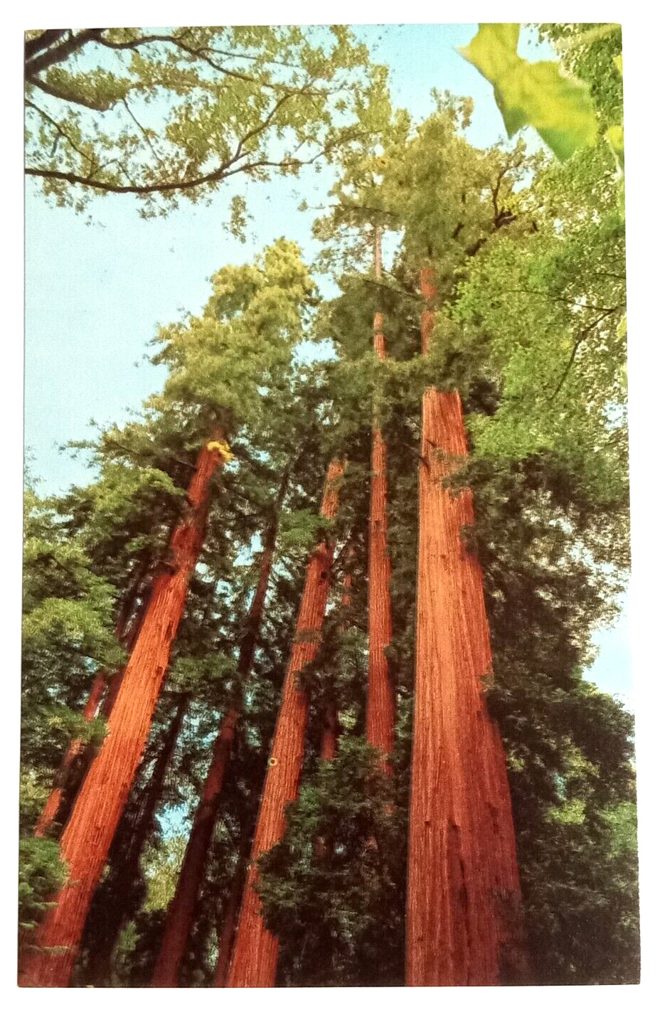 Muir Woods National Monument Regal Redwoods Trees CA UNP Postcard c1970s