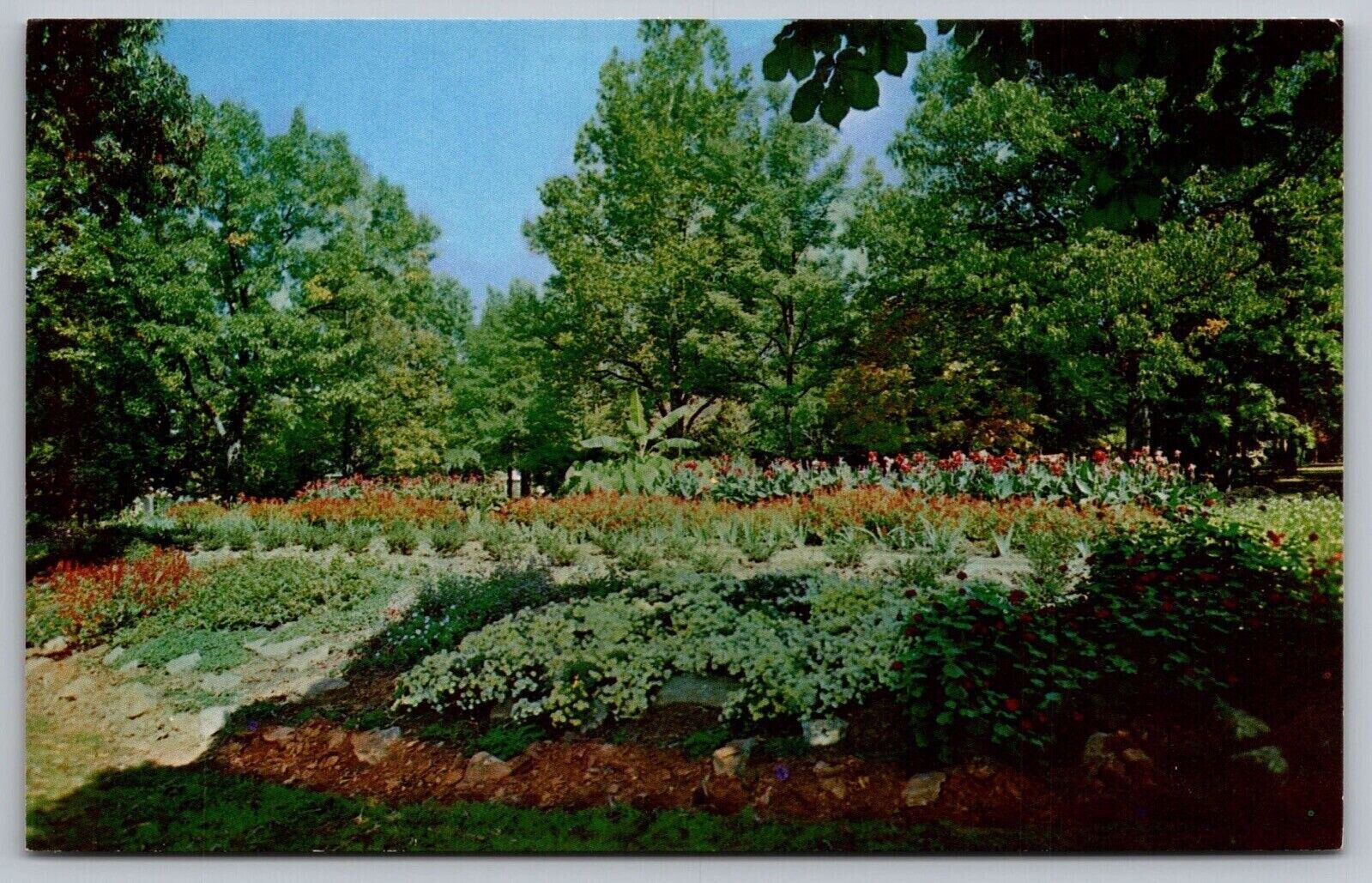 Floral Display City Park Hickory North Carolina Flower Field Vintage Postcard