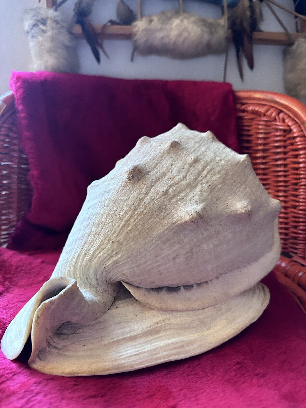 Large vintage Collected Queen HELMET Shell SEASHELL