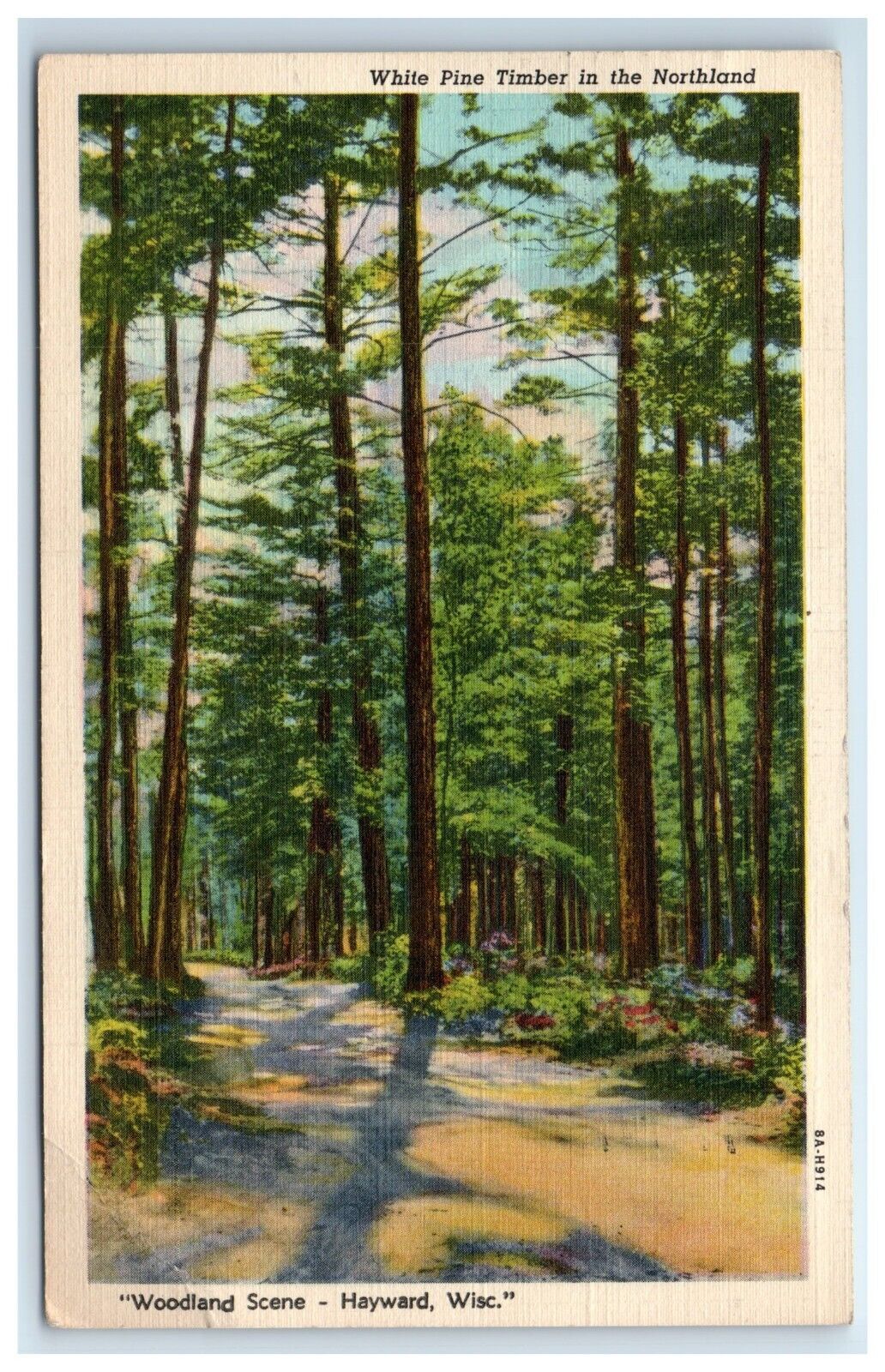 Postcard Woodland Scene Hayward Wisconsin White Pine Timber Northland Linen