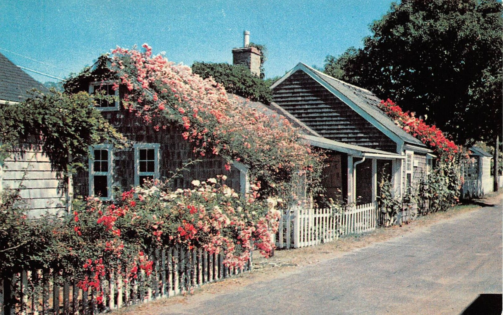 Nantucket Island MA Massachusetts Rose Covered Cottage Postcard 7204