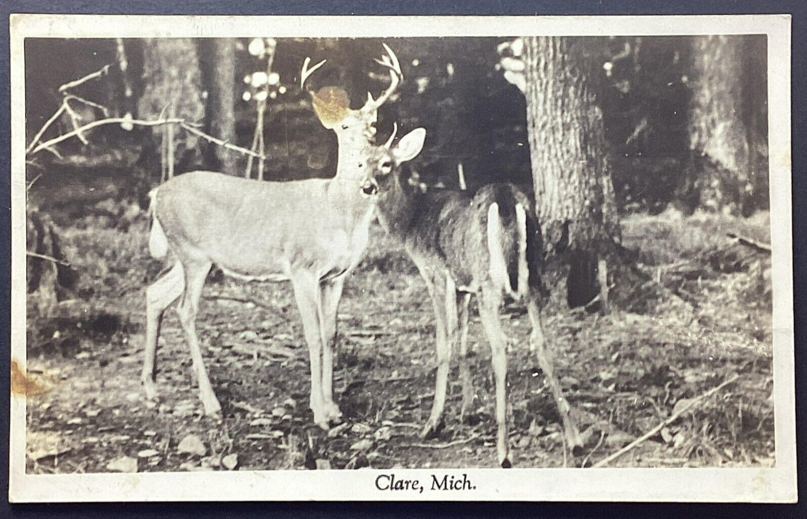 Clare Michigan Deer Vintage RPPC Real Photo Postcard Posted 1950