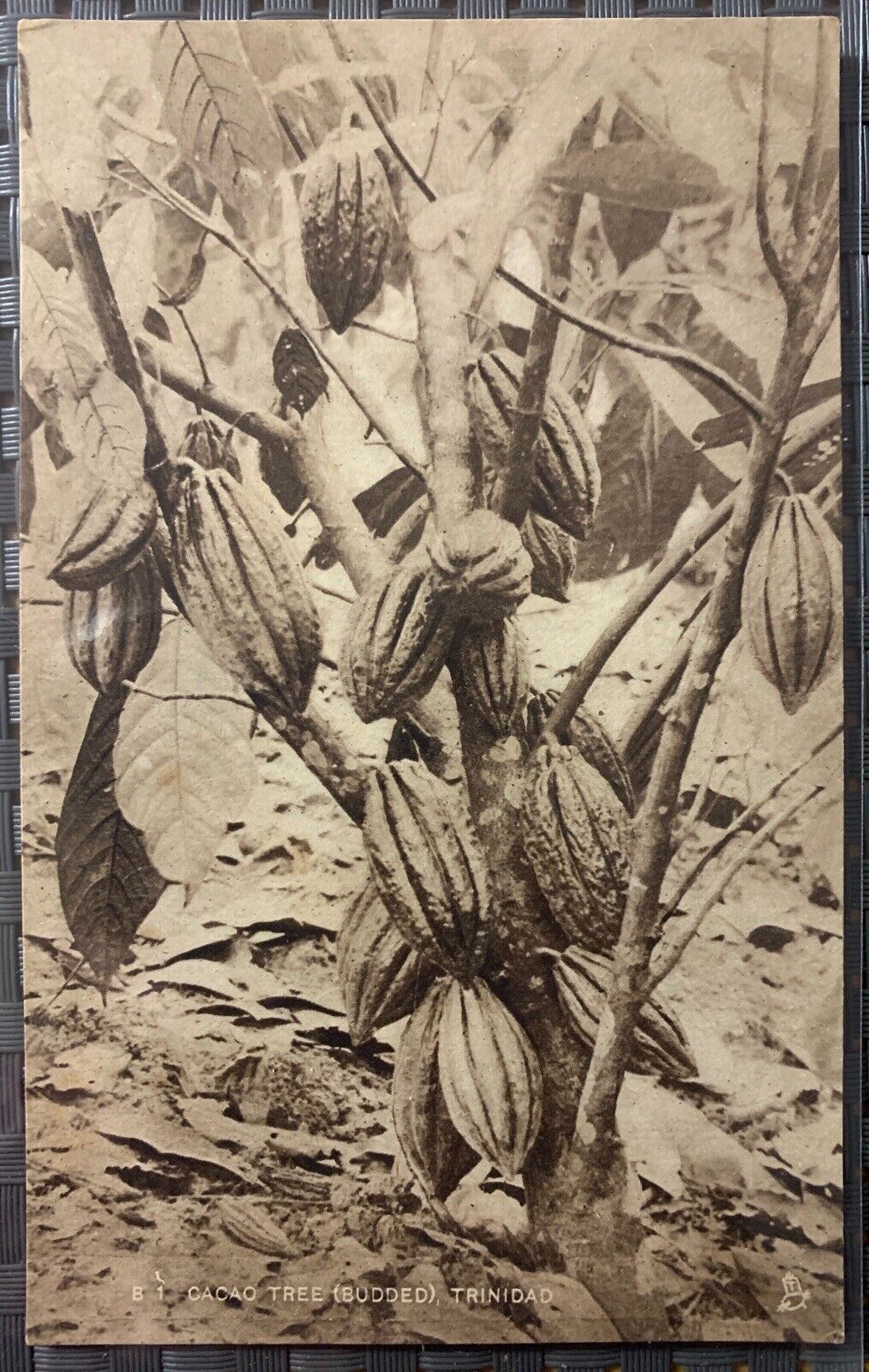 Trinidad Cacao Tree Budded Postcard - B1 Sepia - Raphael Tuck & Sons 1924