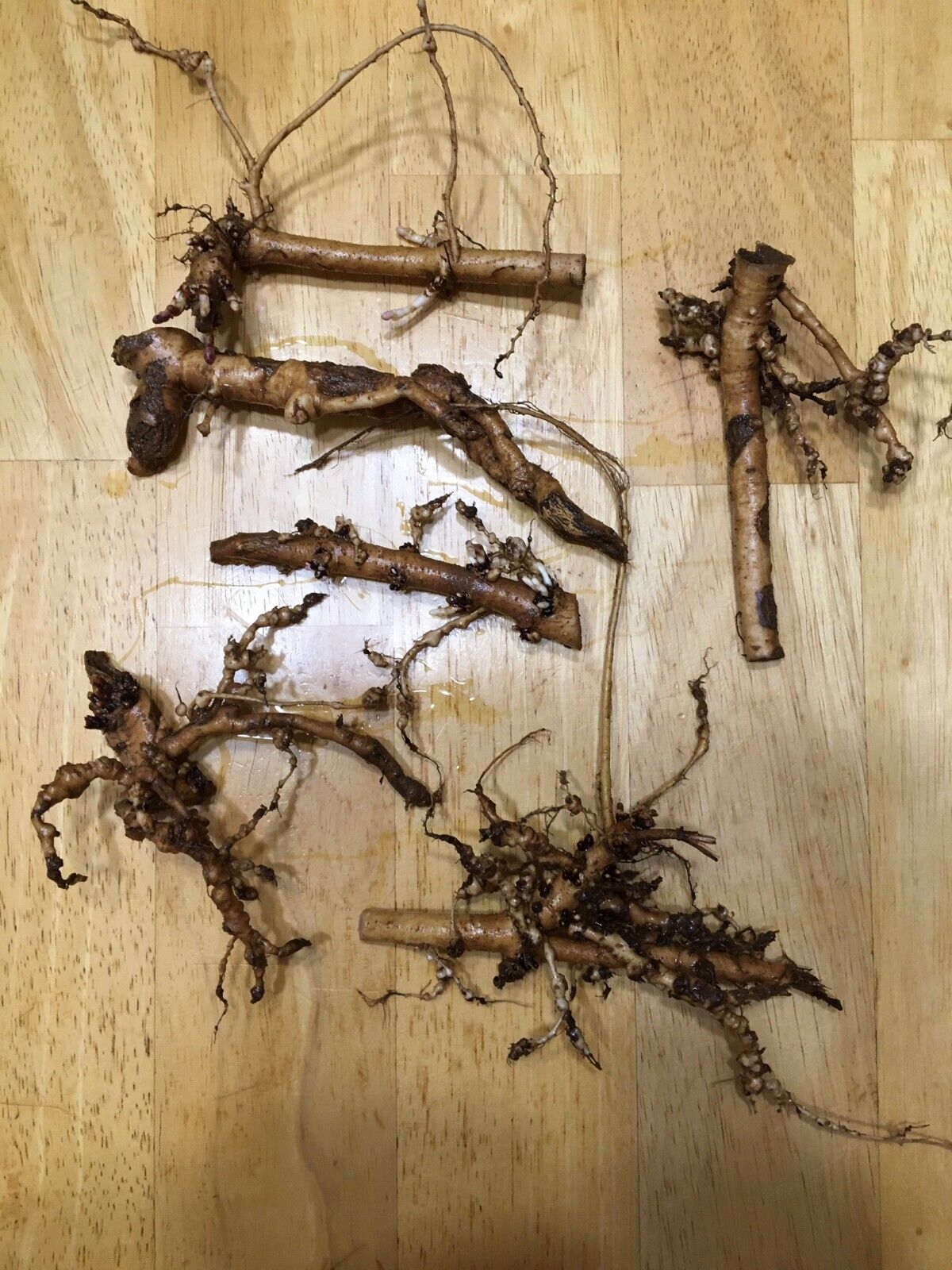 Ideal Mother\'s or Father\'s Day Gifts , 5 Organic Cascade Hop Rhizomes, $35.00