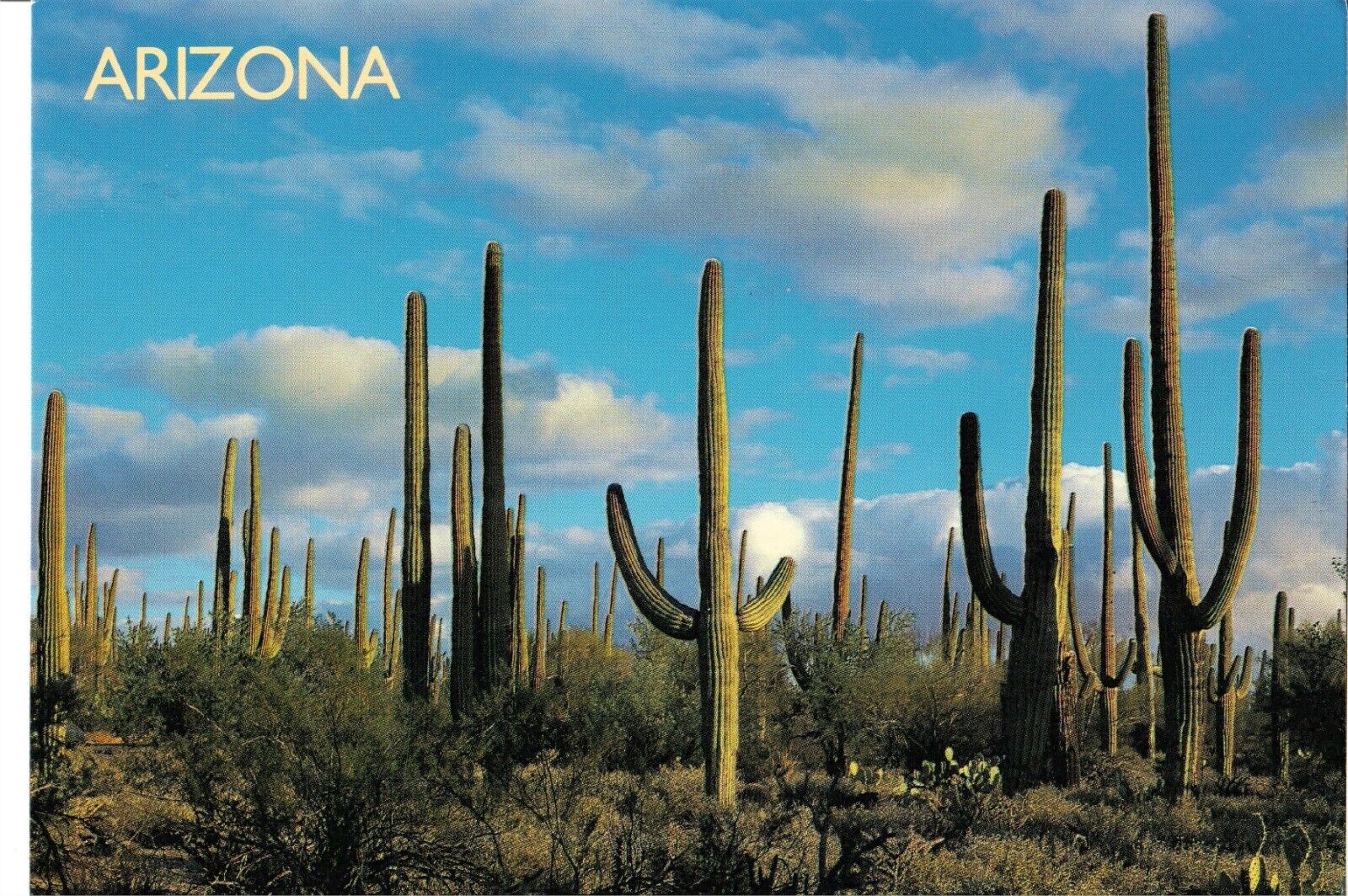 NEW 4x6 Postcard Arizona State Saguaro National Monument cacti nature unposted