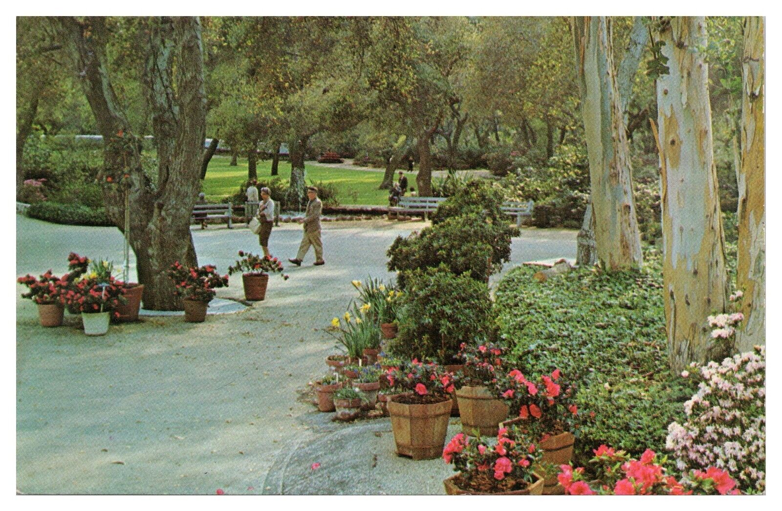 La Canada California Vintage Postcard c1966 Descanso Gardens