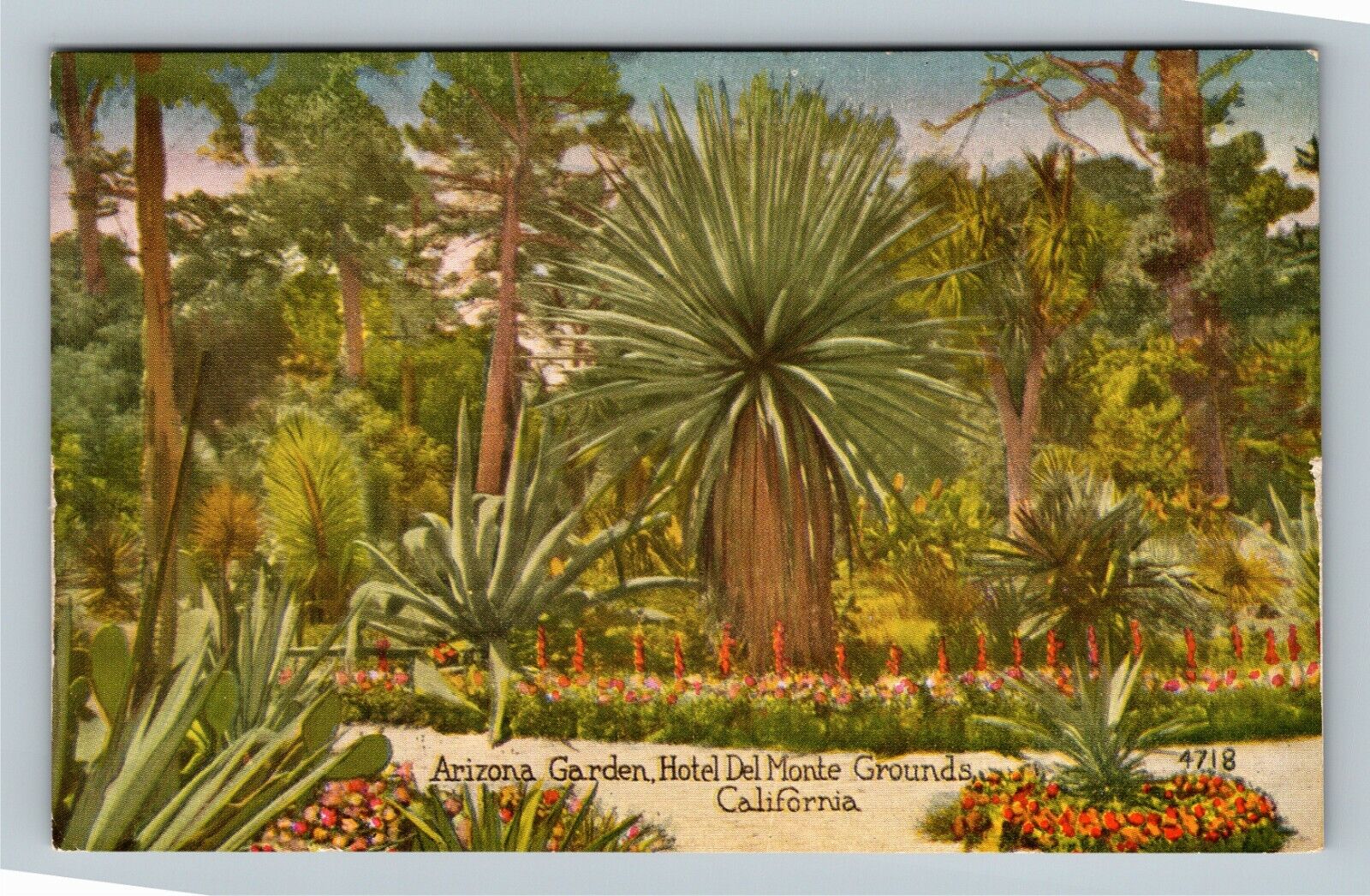 Monterey CA Historic Hotel Del Monte Arizona Garden, California Vintage Postcard