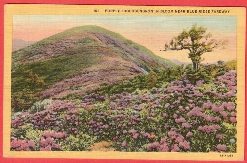 Linen~Purple Rhododendron In Bloom Near Blue Ridge Parkway~Colortone~Vintage PC