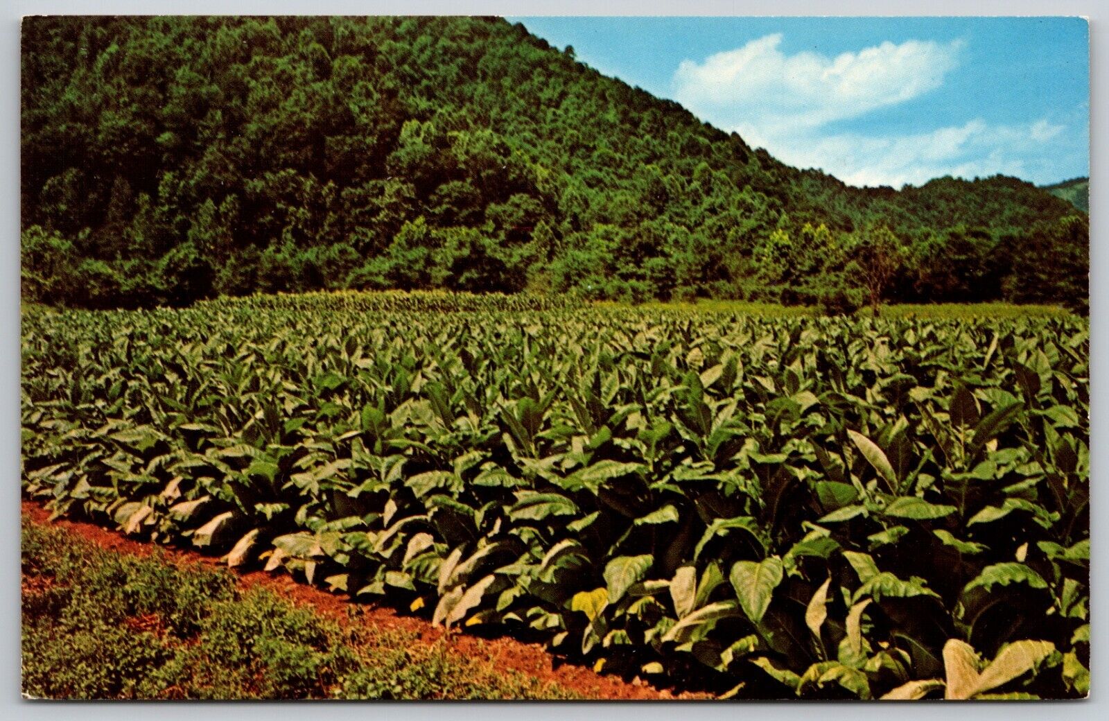 Tobacco Field in North Carolina Mountains 1969 Postcard