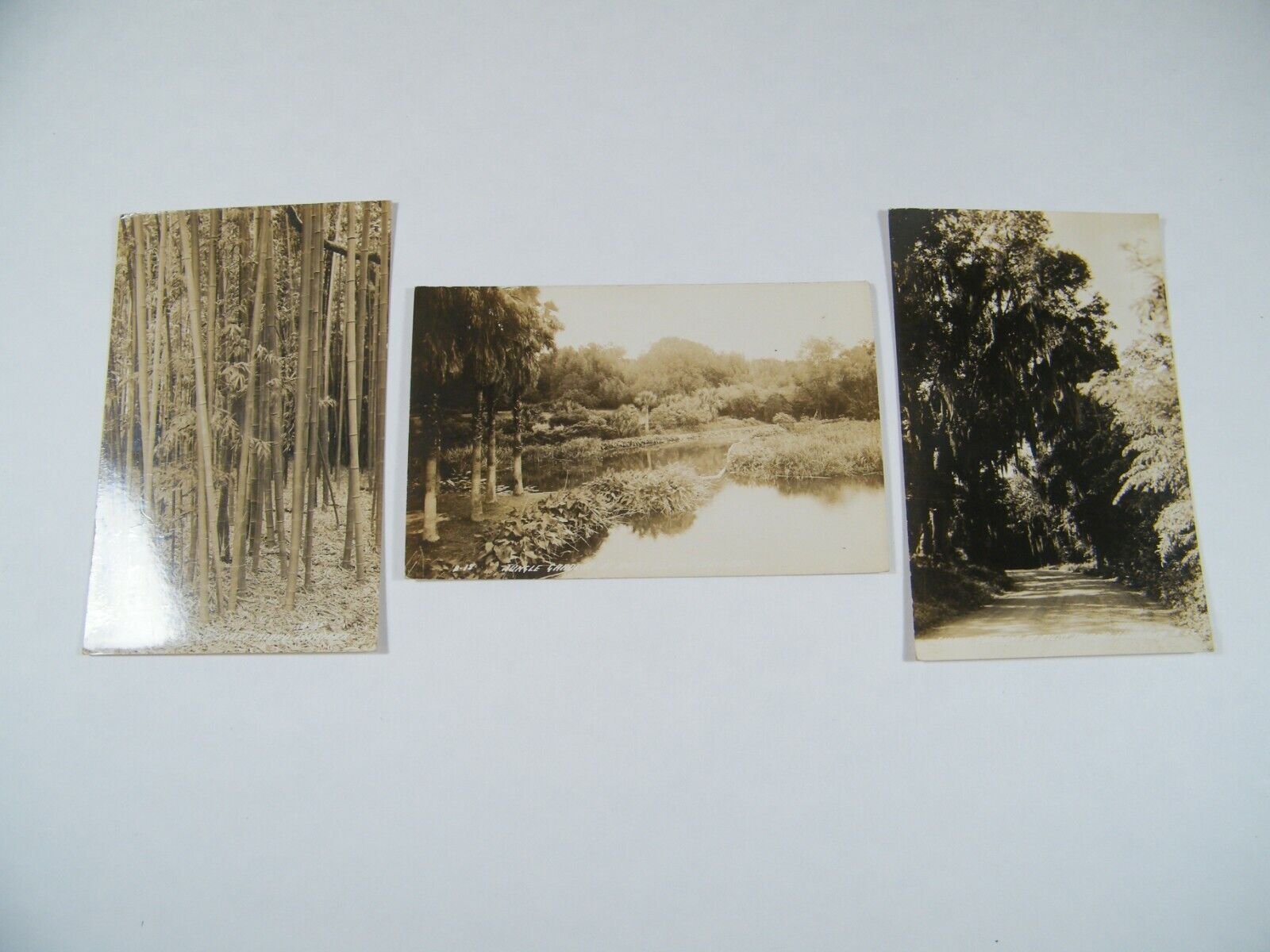 (3) VINTAGE JUNGLE GARDEN AVERY ISLAND REAL PHOTO POSTCARDS UNPOSTED