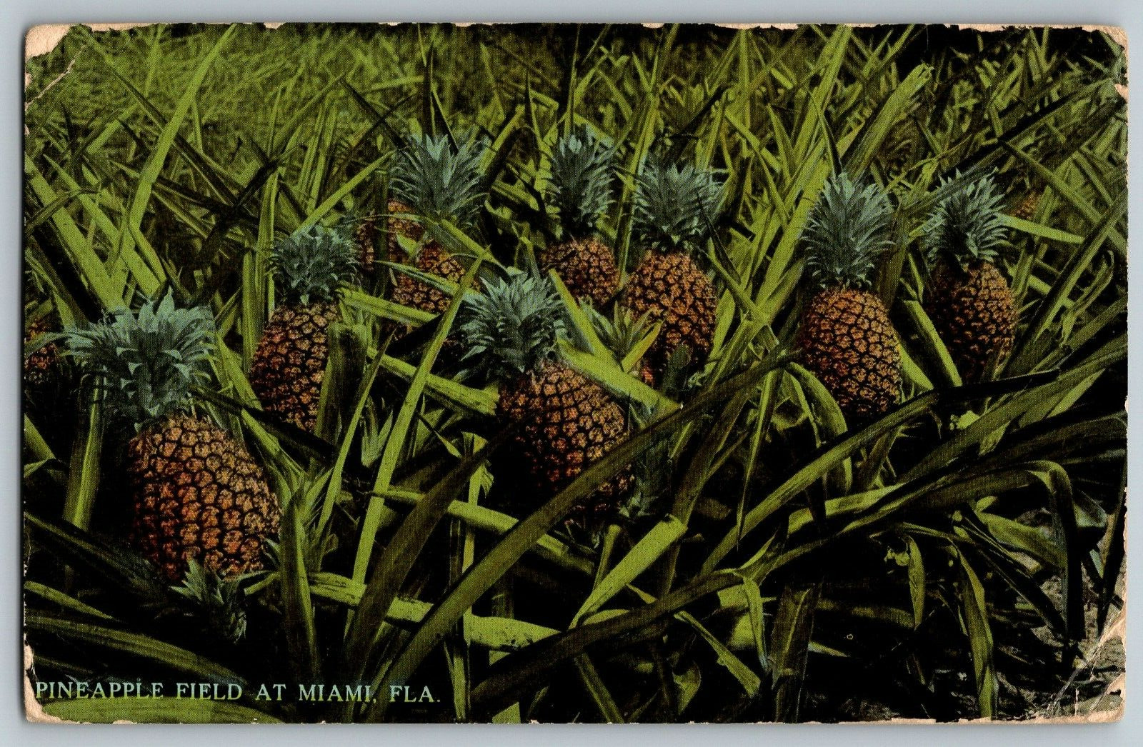 Miami, Florida - Pineapple Field - Vintage Postcard - Posted
